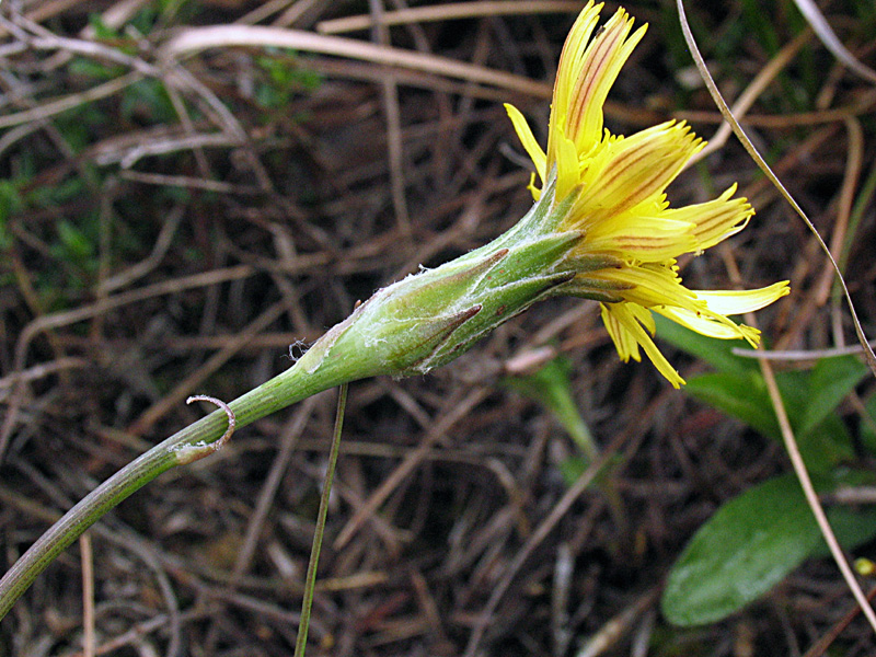 Scorzonera austriaca Willd. / Scorzonara barbuta